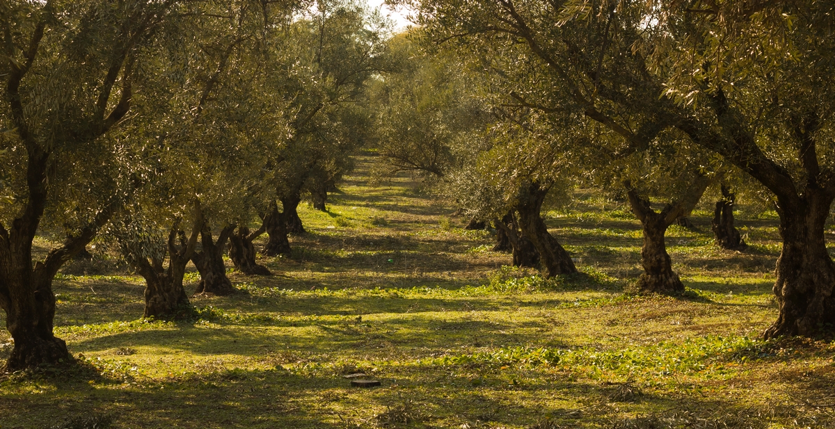 Plantacja oliwek na oliwę Redoro w regionie Veneto